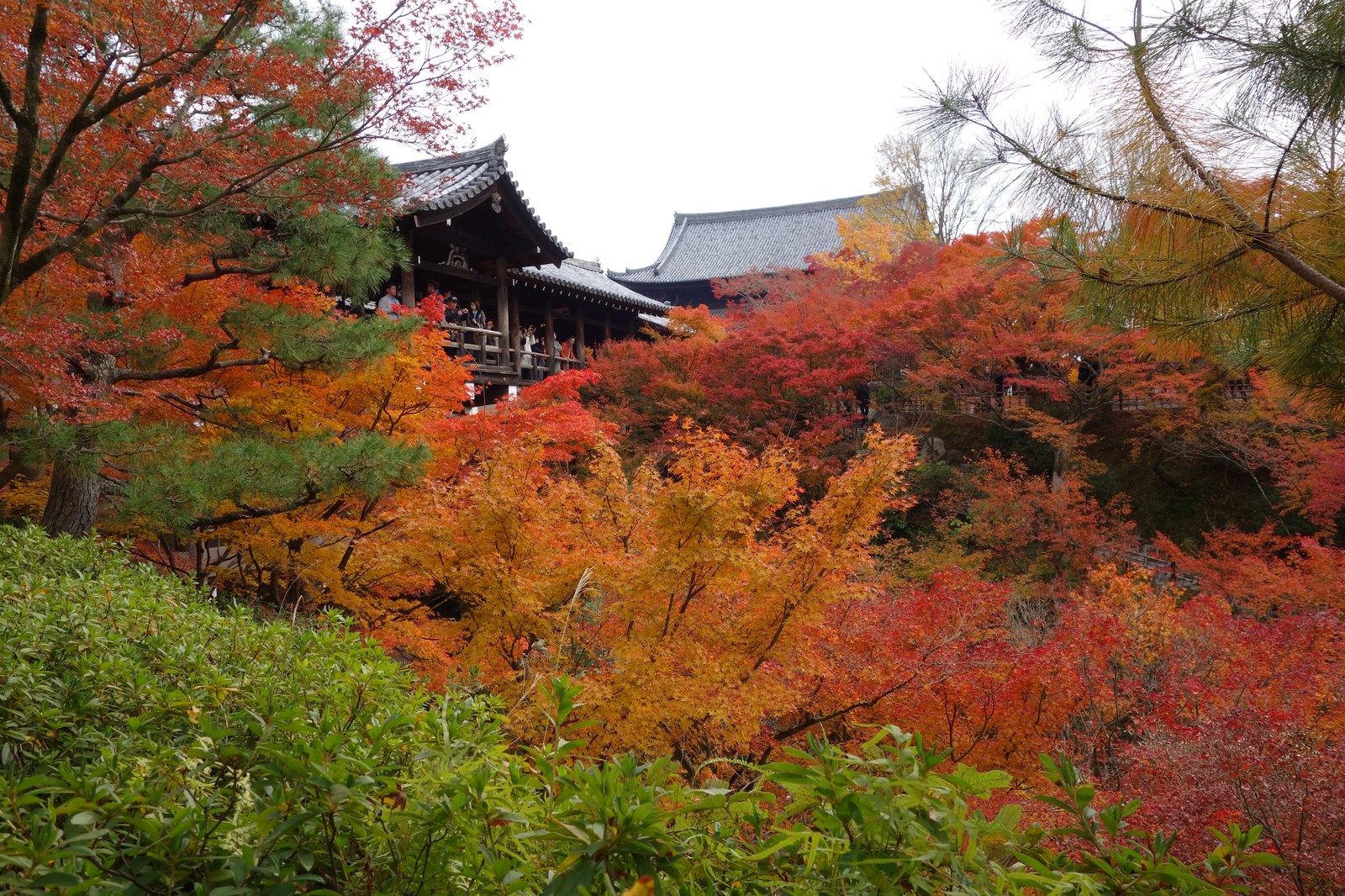Guia Definitivo do Outono no Japão: Kōyō, Tradição do Momijigari e Sabores Sazonais