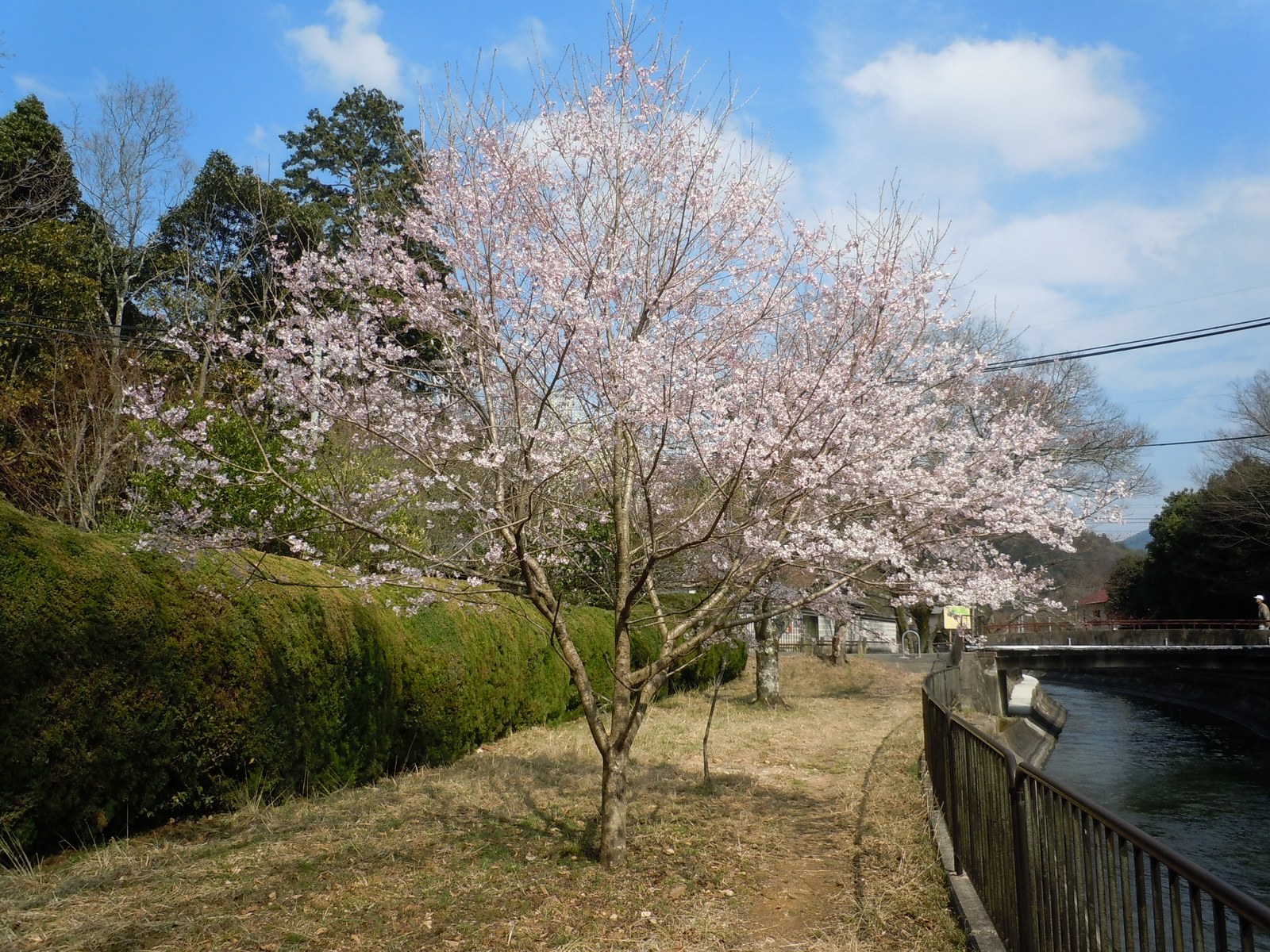 Canal de Yamashina Sosui com água límpida árvores de cerejeira floridas e campos amarelos de flores de colza Nanohana nas margens - NANI JLPT