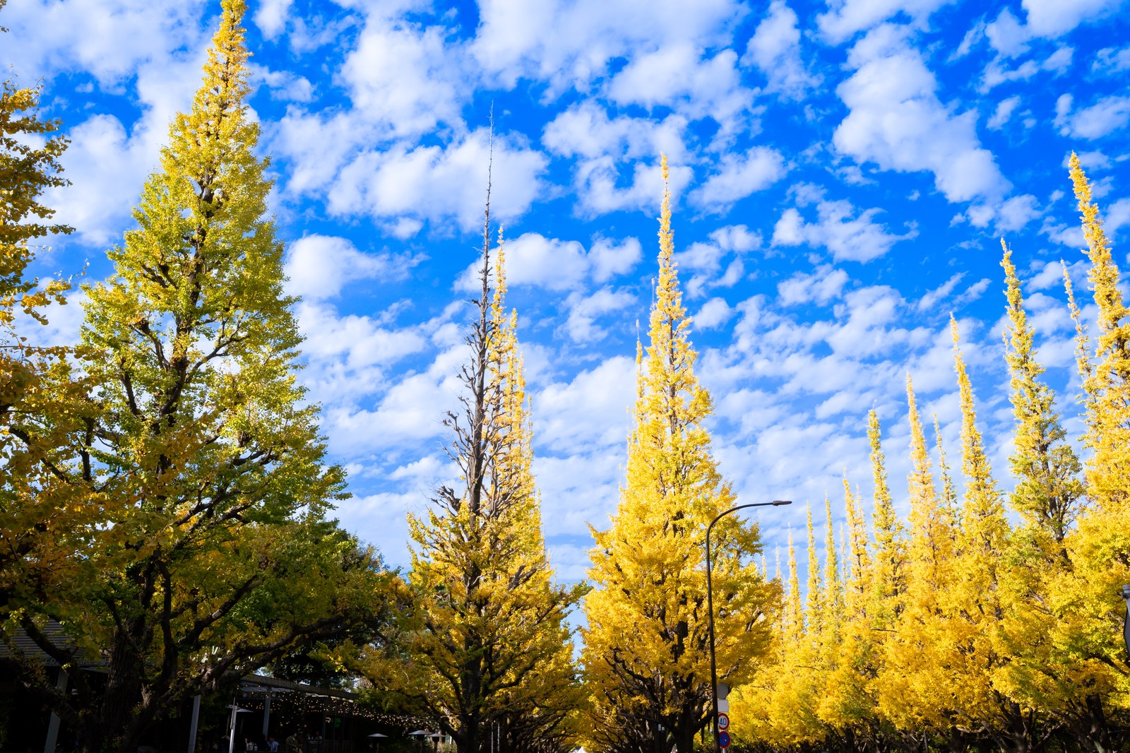 Avenida Icho Namiki em Meiji Jingu Gaien Tóquio com árvores douradas de ginkgo - NANI JLPT